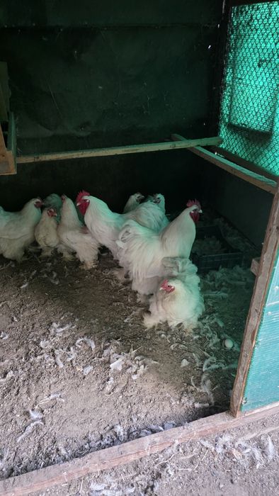 Продам курей семейку