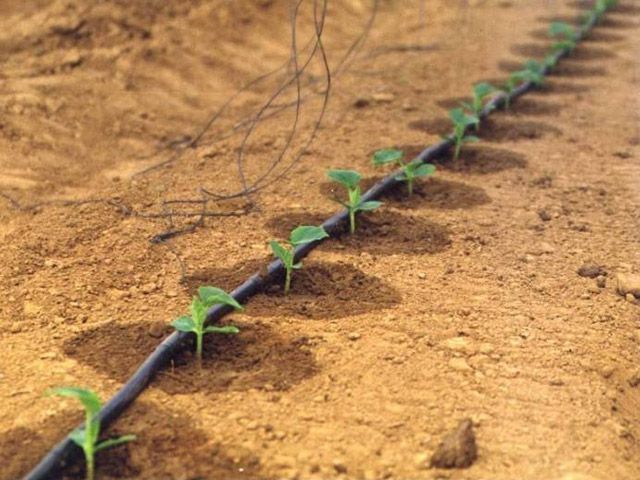 Капково напояване Primaterra