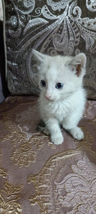 Отдам в добрые руки котят, мальчики