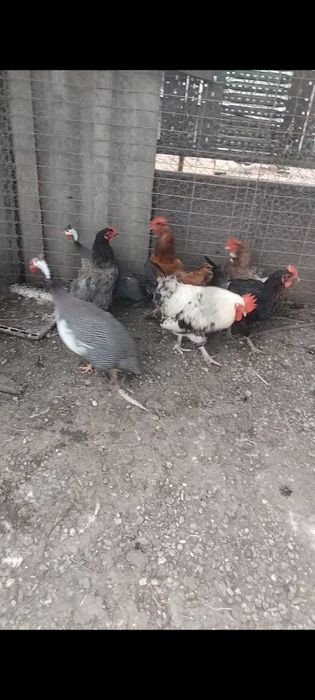 Găini româneşti de anul  trecut