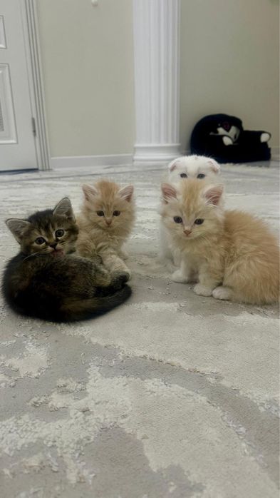 котята 1 месяц метисы
