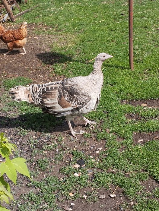 Продам кур барковская и брама