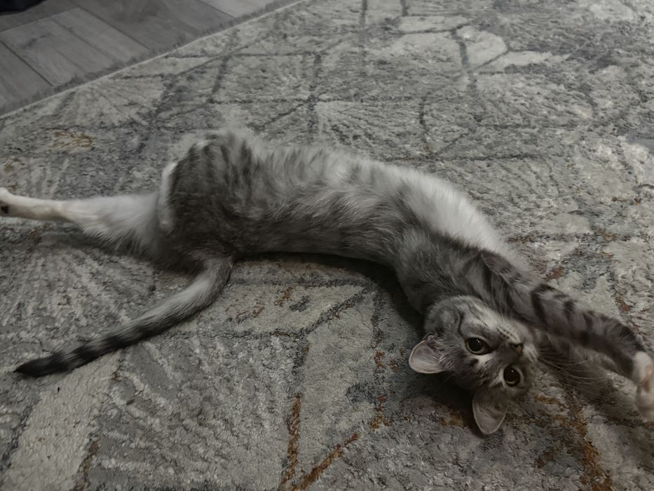 Котенок в добрые руки