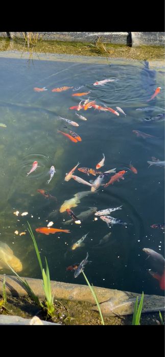 Crapi koi iazuri