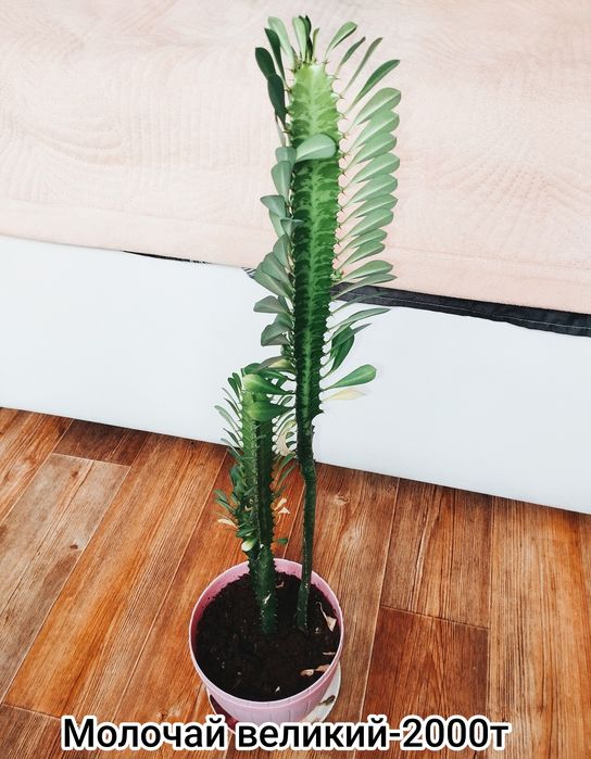 Продам комнатные растения