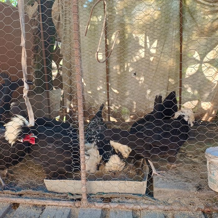 Vând oua de găină moțata olandeza