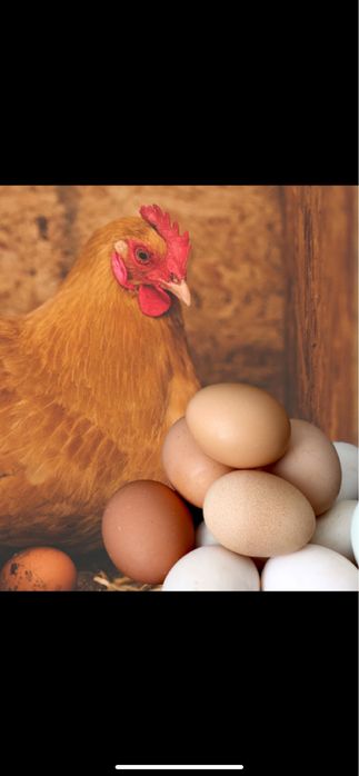 Яйцо продаются жүмыртқа домашний