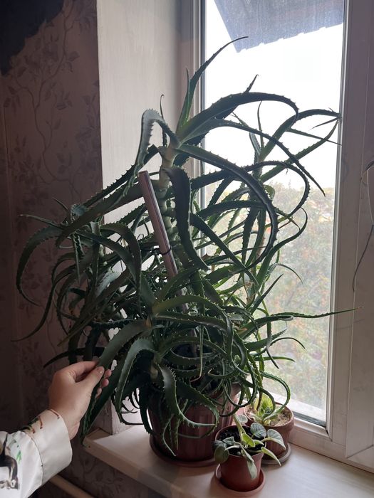 Продам лечебное алоэ