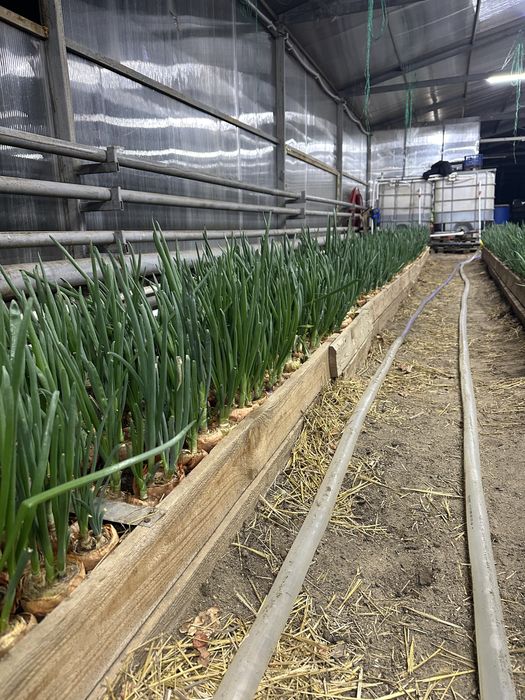 Зеленый лук Актобе