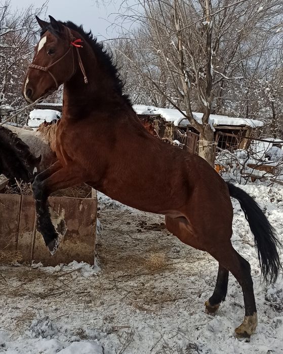 Продам жеребца, конь, лошадь,ат,жылкы