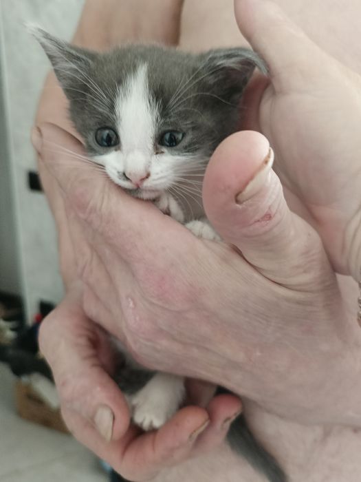 Котята бесплатно