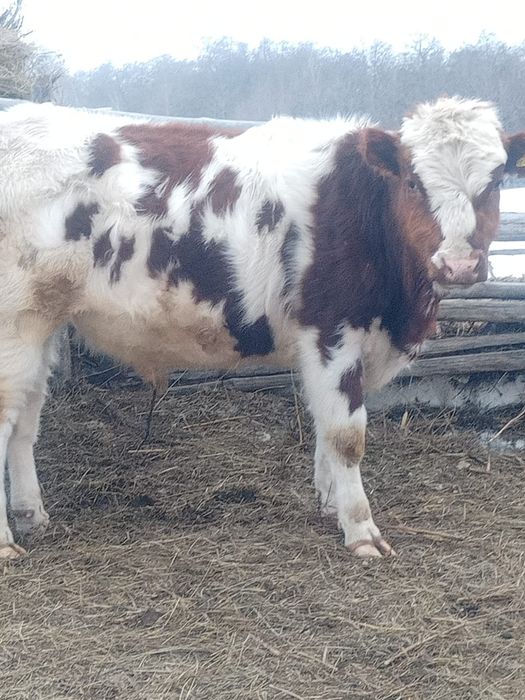 10-11айлык бузау сатылады