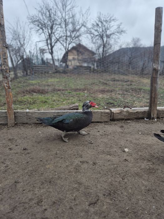 Se vând rățoi lesesti cu vârsta de aproximativ 10 luni