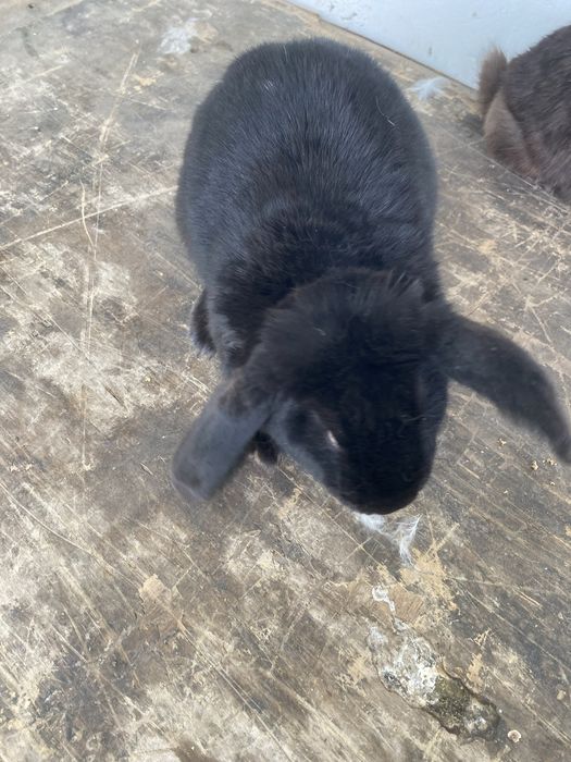 кролики разной породы, не микс