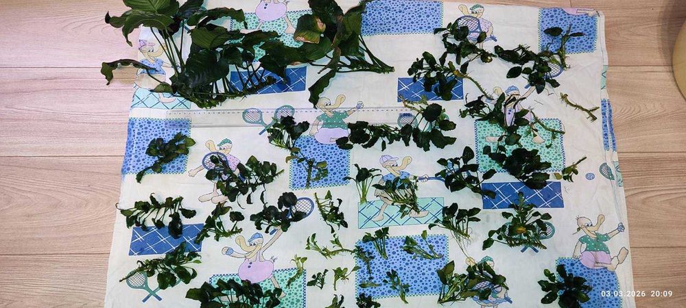 Анубиаси различни видове и големини