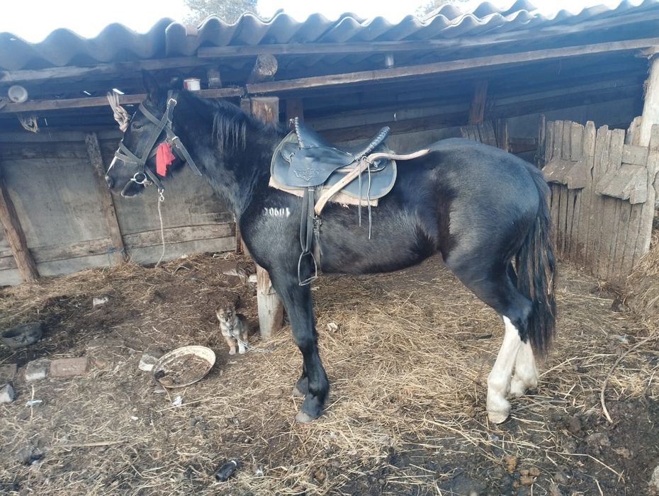 Кобыла полукровка