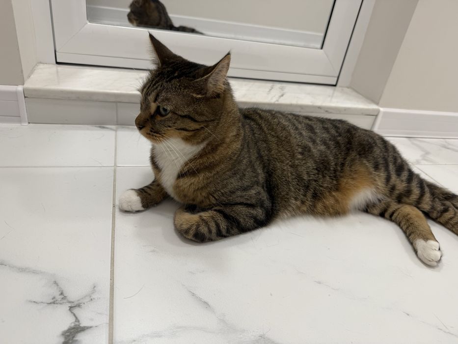 Спешно търси дом – ДОМАШЕН КОТАРАК