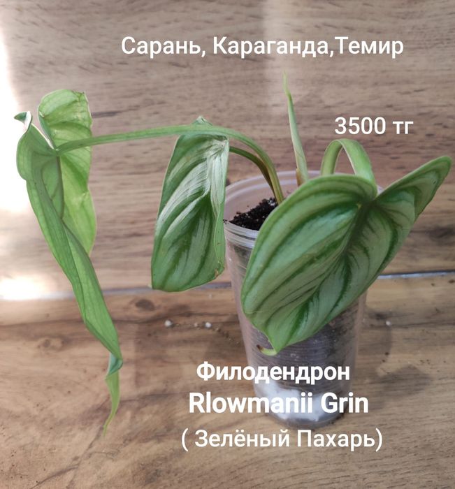 Антуриум,филодендрон