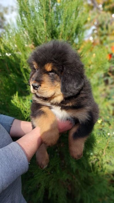 Щенки Тибетского Мастифа