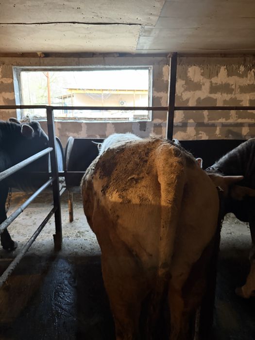 Бычки 2годавалые жирные