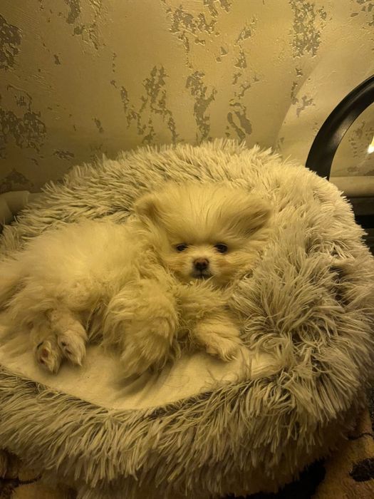 Продаётся очаровательный мальчик, возраст 3месяца 20дней.