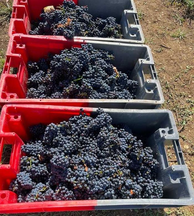 2026 Struguri de masă Moldova + struguri de vin Fetească Regală, Merlot și Chasselas Doré