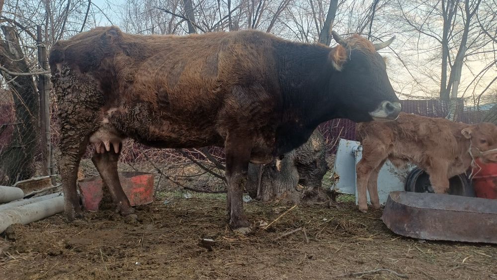 Продаётся карову