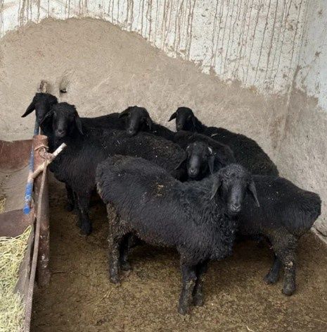 Qoʻy qoʻzilar kelishilgan holda