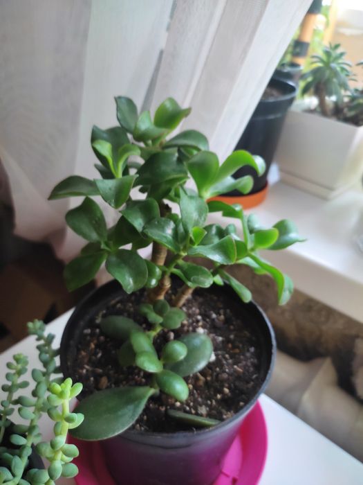 Продам суккуленты