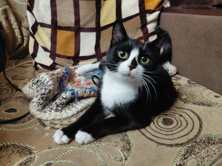 Красутули ищут дом