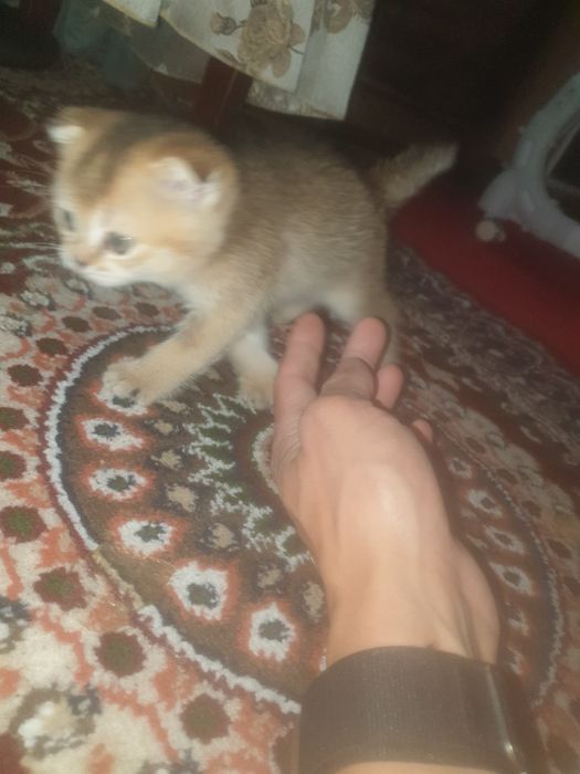 Kowki zotli muwuv bolasi