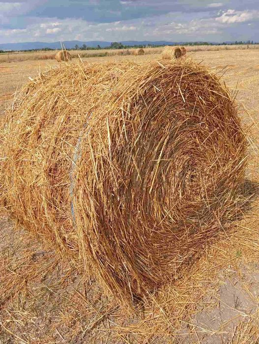 Продавам бали рулонки овес със зърно, люцерна и сено