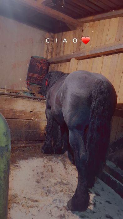 Cal castrat de 7 ani de vanzare