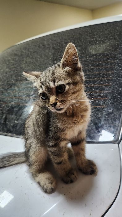 Котёнок ласковый хороший