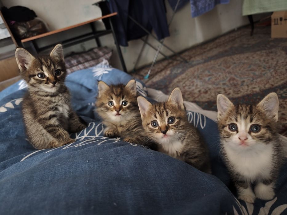 Котят в очень добрые руки