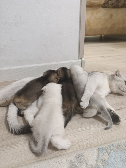 Продается Шотланкие Шиншиллы