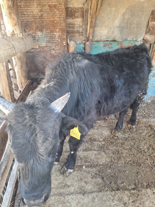 Бордақыда тұрған 1жарым жасар бұқа сатылады