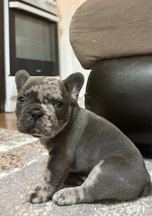 Мъжки френски булдог