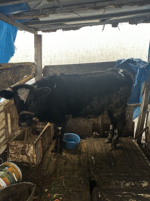 Қашар (тана) 1.5 жасар