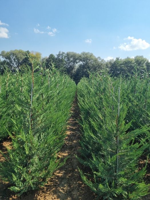 Chiparos Leyland altoit