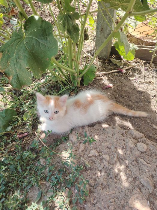 Отдам котят в хорошие руки