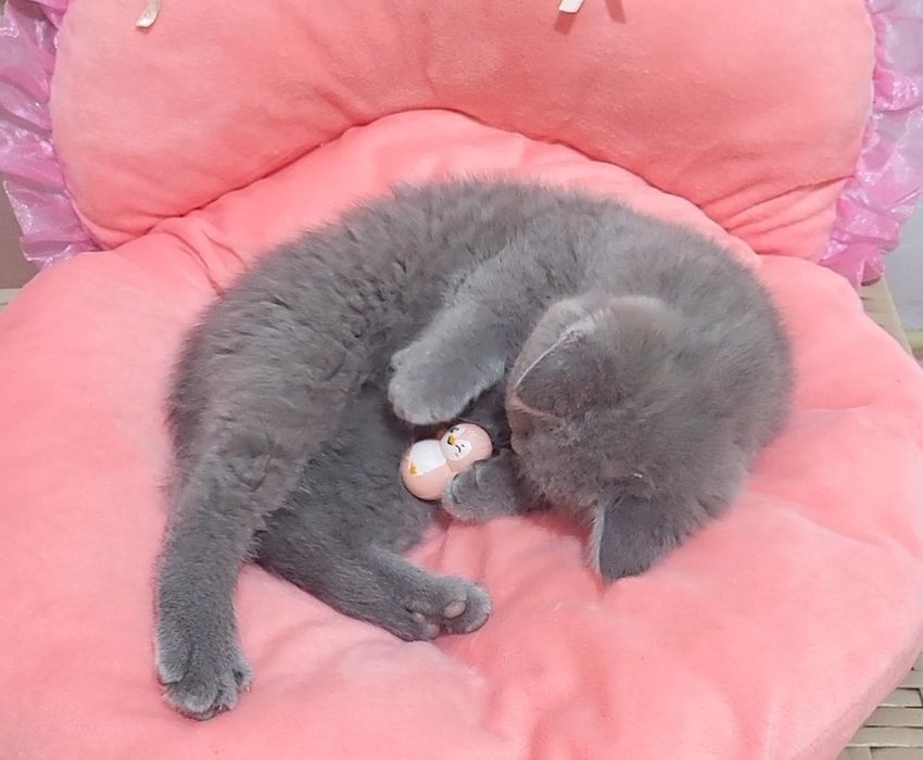 British shorthair