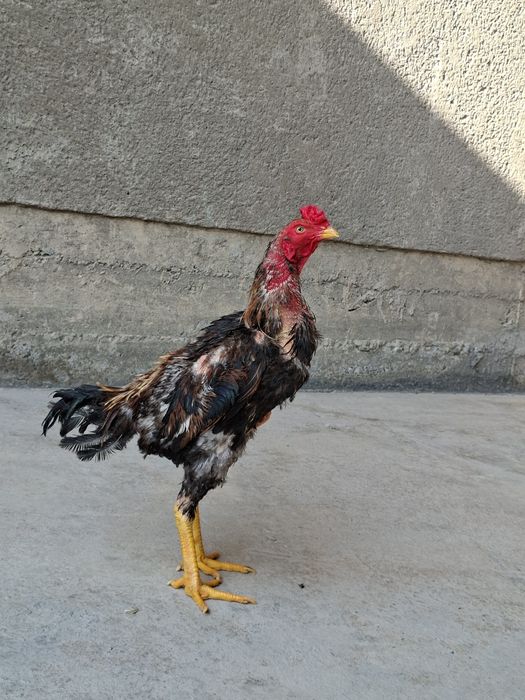 Jujamiz sotiladi qoni toza yapon shamo