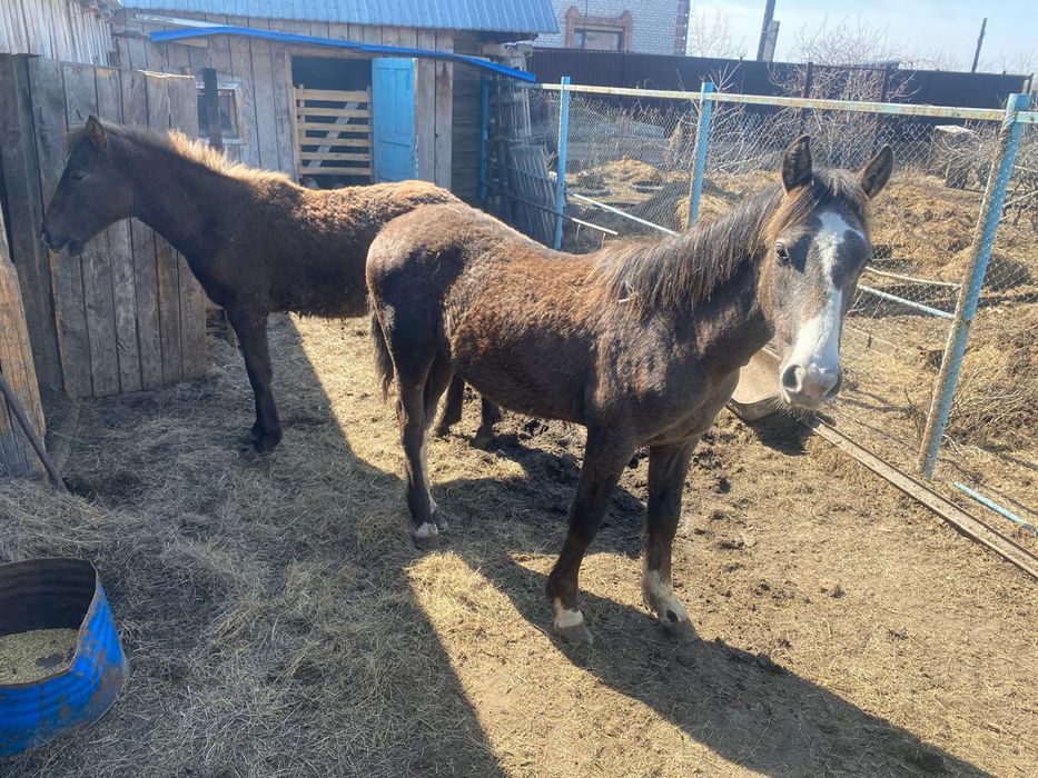 Продам 2 жеребчика