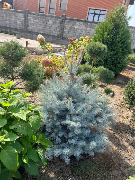 Продам елки, туи , цветы