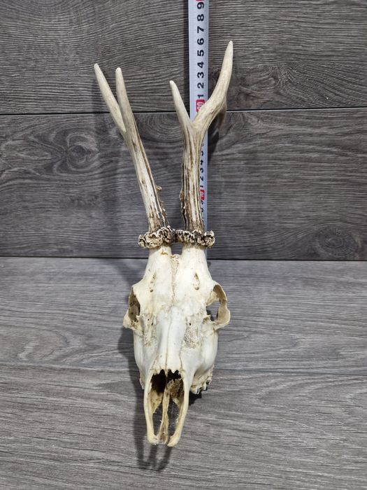 Рога и черепи с рога от сръндак