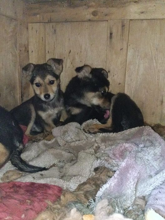 Отдам щенят в добрые руки