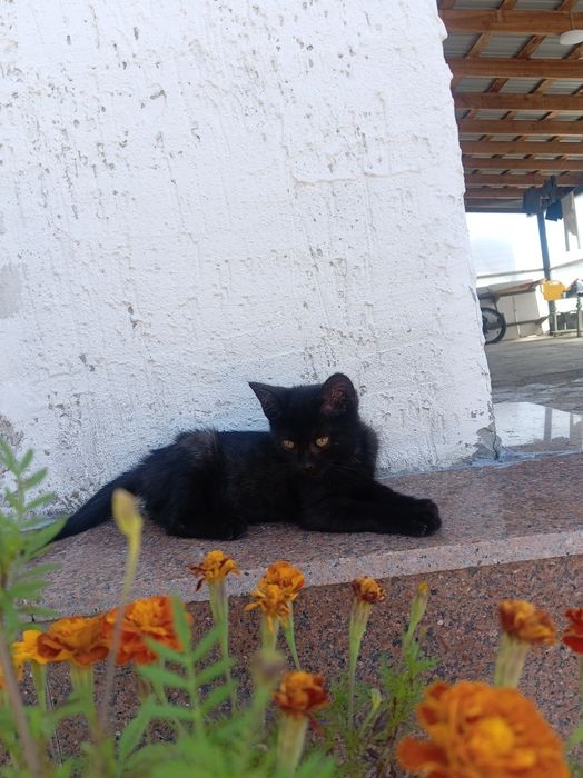 Очень милый котёнок :)