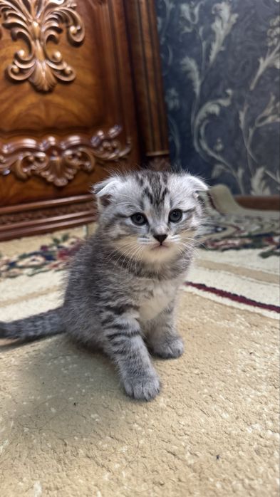 Шотланская вислоухая (Scottish Fold)