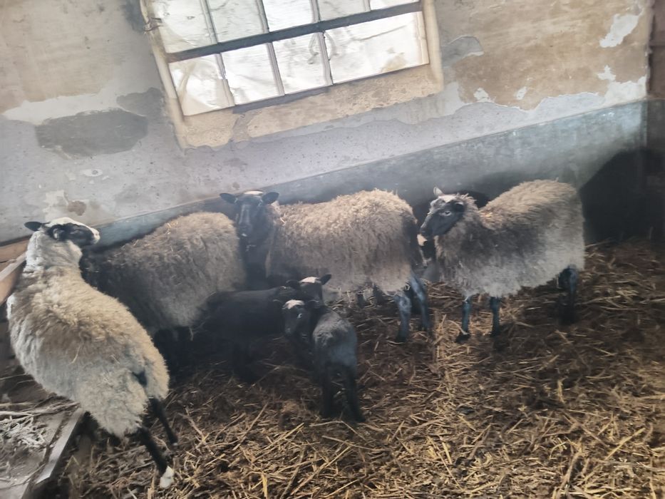 TiBerbec Romanov + 2 oi Romanov cu miei – rasă foarte profilica